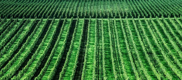 Plantación de uvas soleadas — Foto de Stock