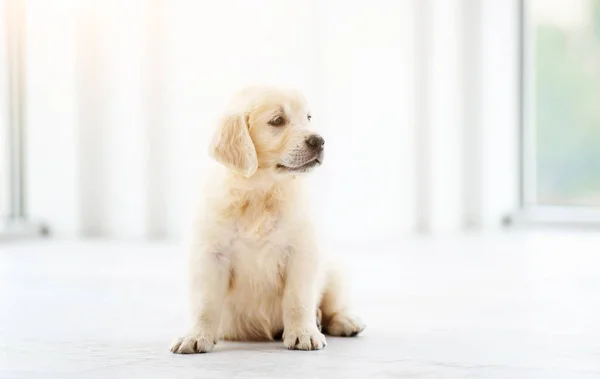 Evde tatlı köpek yavrusu — Stok fotoğraf