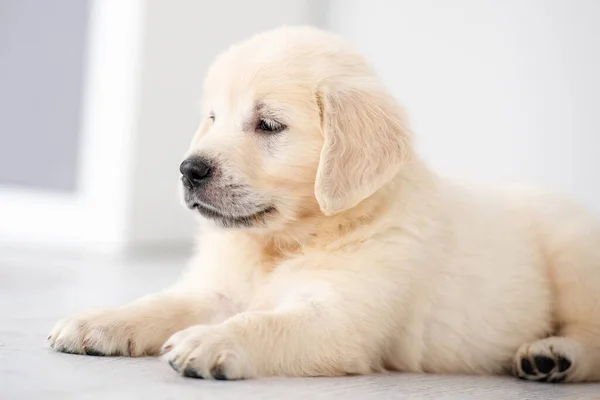 Lovely retriever puppy at home — Stock Photo, Image