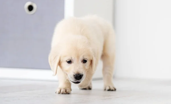 Şirin genç köpek yürüyor. — Stok fotoğraf