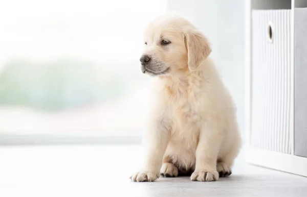 Sweet retriever puppy indoors — Stock Photo, Image