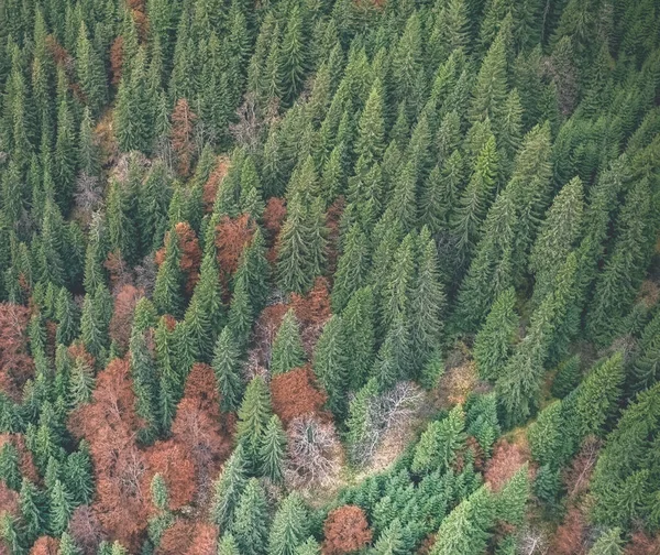 Bosque de otoño con estilo —  Fotos de Stock