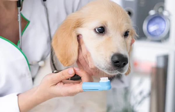 Veterinär rengöring hund tänder — Stockfoto