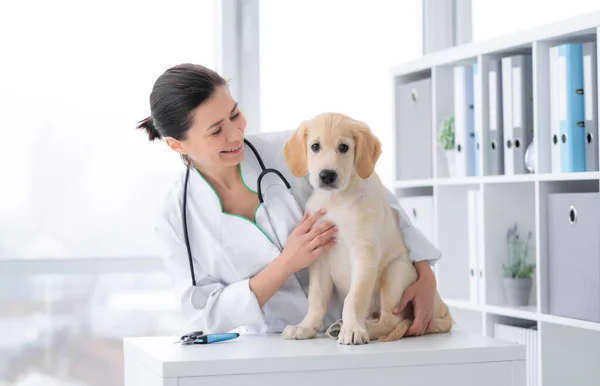 Słodki pies w klinice weterynaryjnej — Zdjęcie stockowe