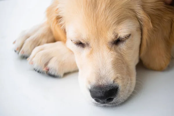 Cute muzzle of retriever dog — Stock Photo, Image