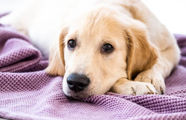 Nice muzzle of golden retriever — Stock Photo, Image