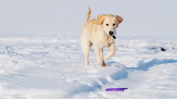 Schöner Hund auf verschneitem Feld — Stockvideo