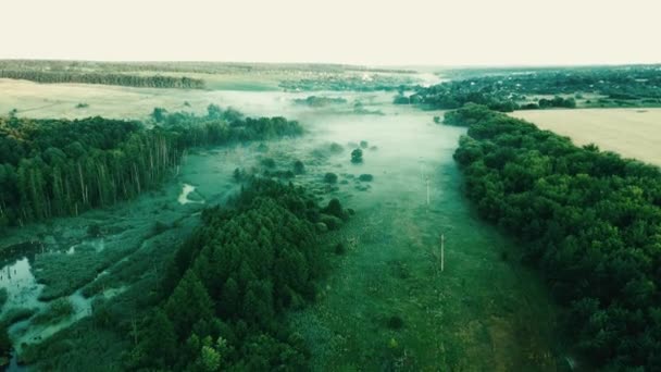 多雾的田野里的树 — 图库视频影像