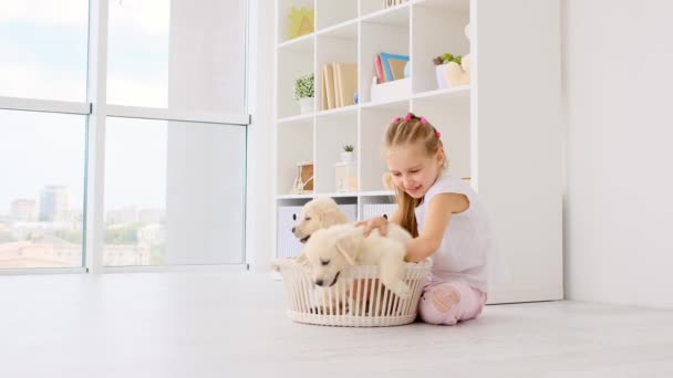 Little girl putting puppies in basket — Stock Video