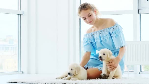 Gelukkig meisje met retriever puppies — Stockvideo