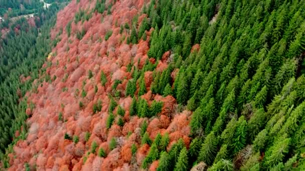 Panoramic view of autumn forest — Stock Video