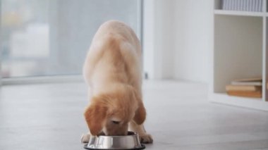 Güzel av köpeği yiyor.