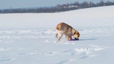 Köpüklü, tatlı köpek.