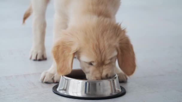 Krásné retriever štěně jíst — Stock video