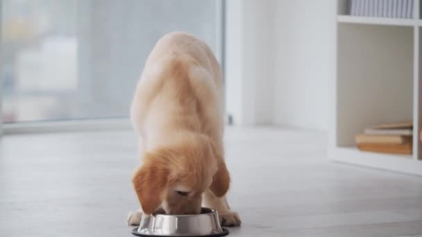 Schöne Retriever Welpen essen — Stockvideo