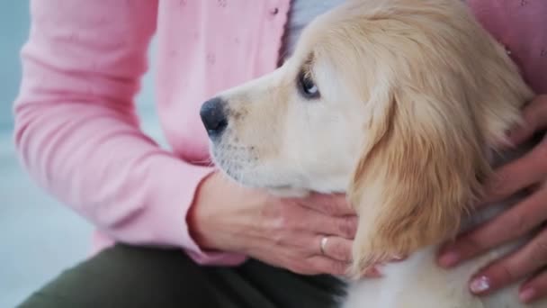 Manos femeninas palming cachorro — Vídeos de Stock