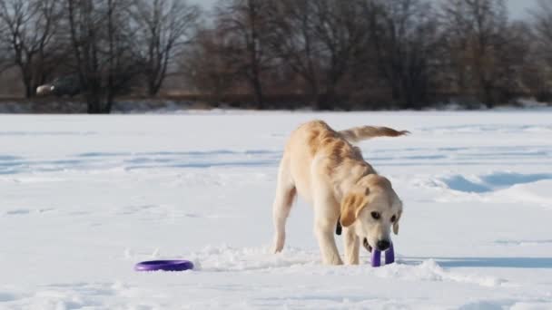 Dog playing with toy ring — Stock Video