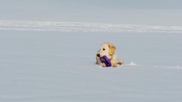 Retriever-Hund liegt auf Schnee — Stockvideo