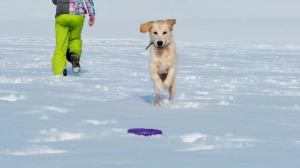 Perro jugando afuera en invierno — Vídeos de Stock