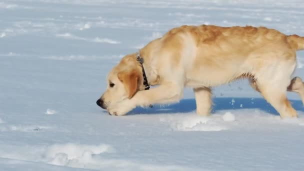 Lovely dog sniffing in snow — Stok Video