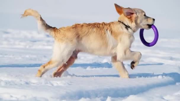 Cão brincalhão na neve fresca — Vídeo de Stock
