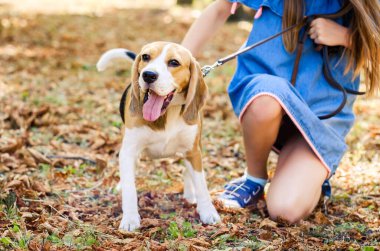 Neşeli köpek yavrusu kızla yürüyor