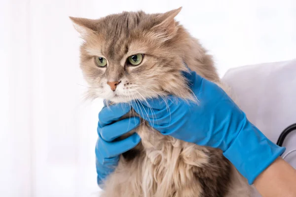 Длинноволосая кошка в руках ветеринара — стоковое фото