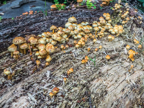 Velká skupina žlutobílých hub na starém stromě ležícím vodorovně — Stock fotografie