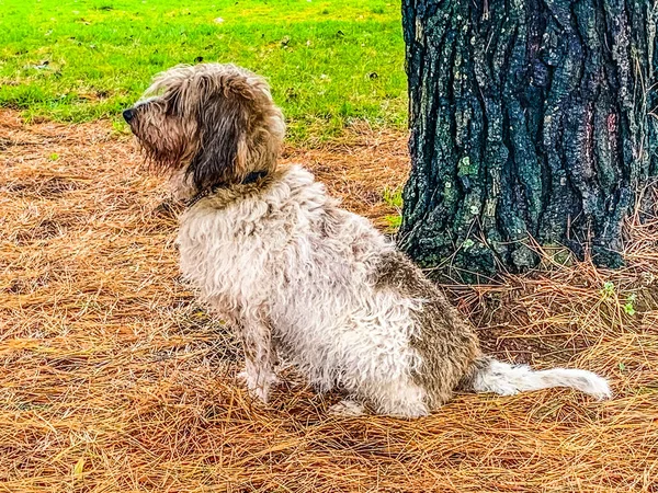 Petit Basset Griffon Vendeen sentado ao ar livre — Fotografia de Stock