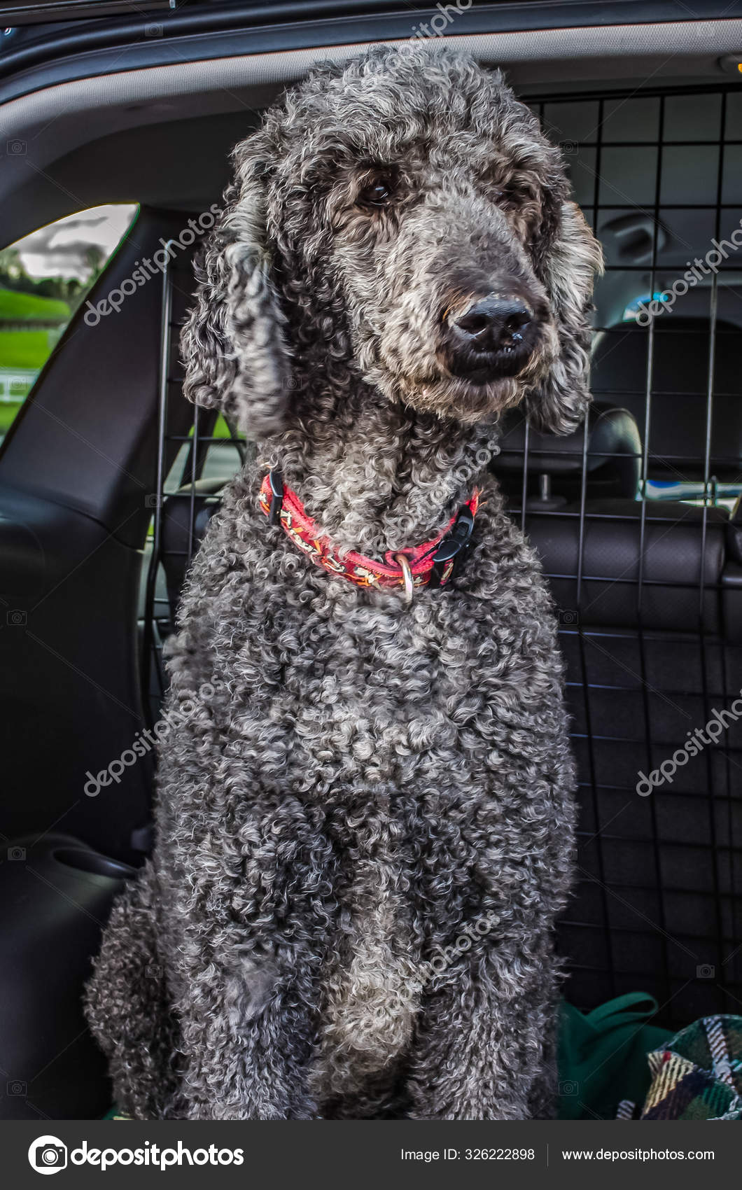 gray standard poodle