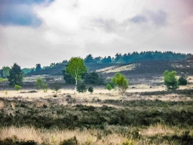 Chobham Common İngiltere, Surrey 'de bir Heathland bölgesi.