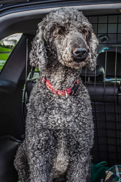 Grey Standard Poodle Olhando para a parte de trás de um carro — Fotografia de Stock