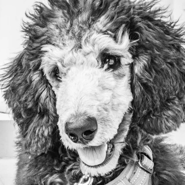 Young silver standard poodle face in monochrome