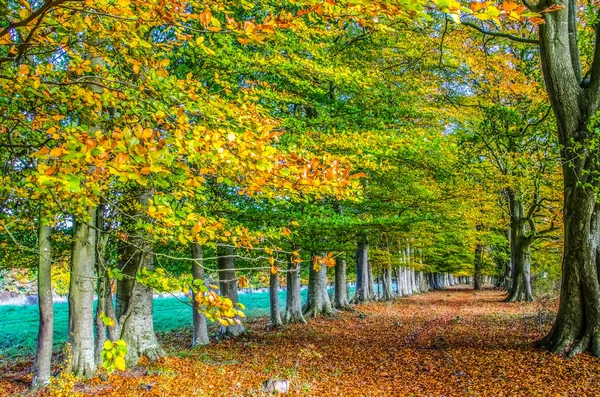 Řada anglických buků na podzim — Stock fotografie