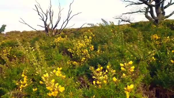 Gorse buskar med gula blommor rör sig i vinden — Stockvideo