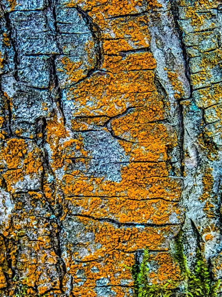 Corteccia d'albero con lichene arancione. Sfondo albero strutturato . — Foto Stock