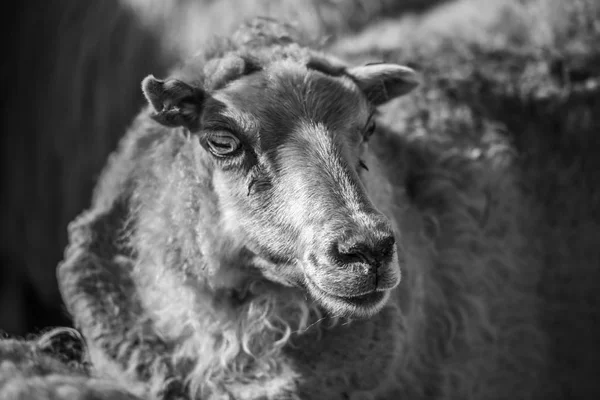 Traditional sheep gathering in Iceland — Stock Photo, Image