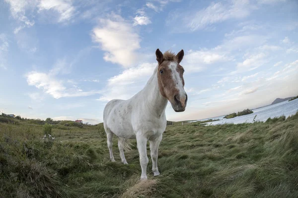 Pferd steht auf einer Weide — Stockfoto