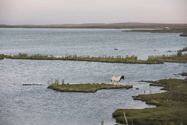 Cheval debout dans une prairie aquatique de prairie — Photo