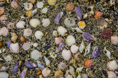 Deniz kabukları arka plan