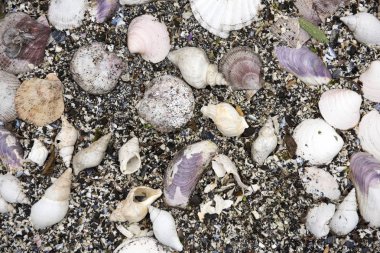 Deniz kabukları arka plan