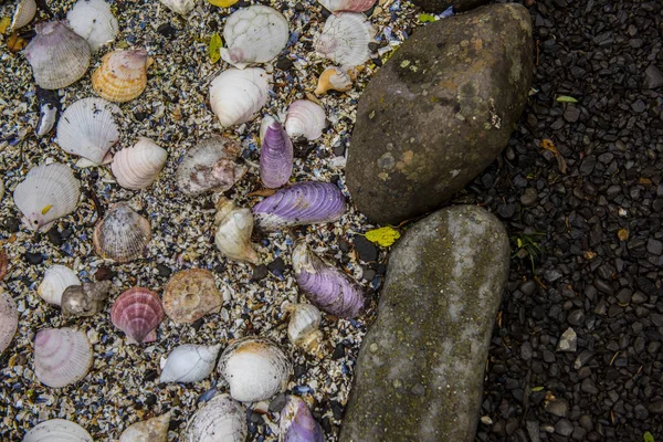 Zee schelpen achtergrond — Stockfoto