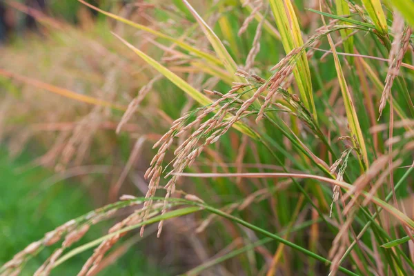 Rice seed in the fields — Stock Photo, Image