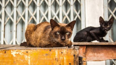 Bir kedi yüz azarladı
