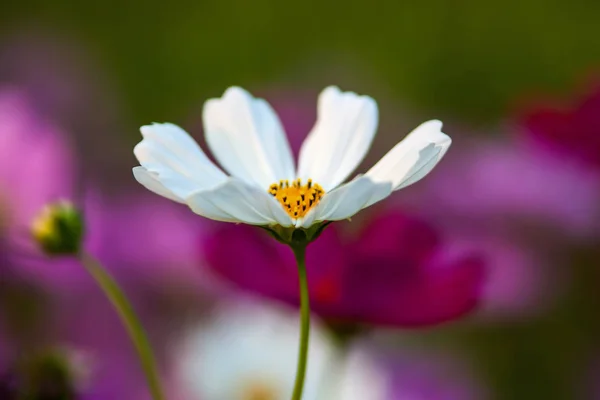 Schöne Blumen im Garten — Stockfoto