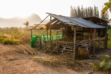 Kırsal çiftlik hayvanları