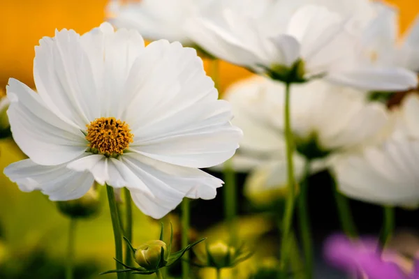 Weiße Blumen im Garten — Stockfoto