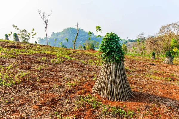 La préparation de la plantation de manioc — Photo