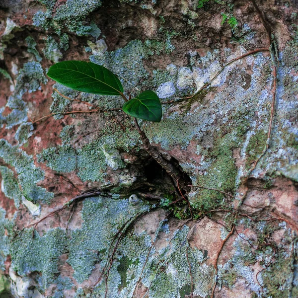 Baum wächst aus dem Stein — Stockfoto