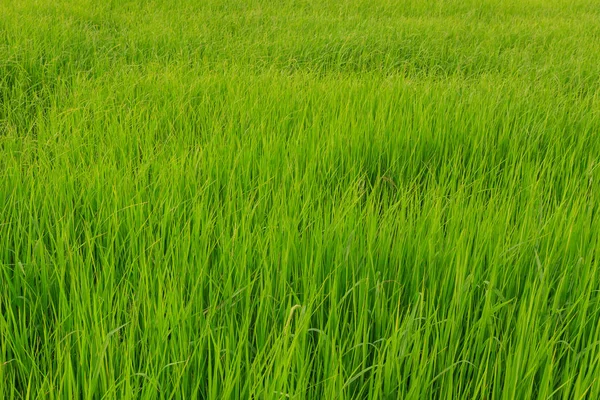 Green rice fields — Stock Photo, Image